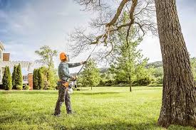 Best Tree Preservation Services  in Holly Springs, GA