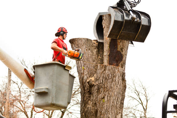 Best Residential Tree Removal  in Holly Springs, GA