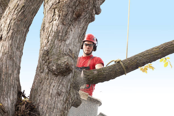 Reliable Holly Springs, GA Tree Removal Services Solutions